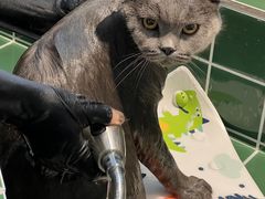 -山宅一喵德文卷毛猫舍