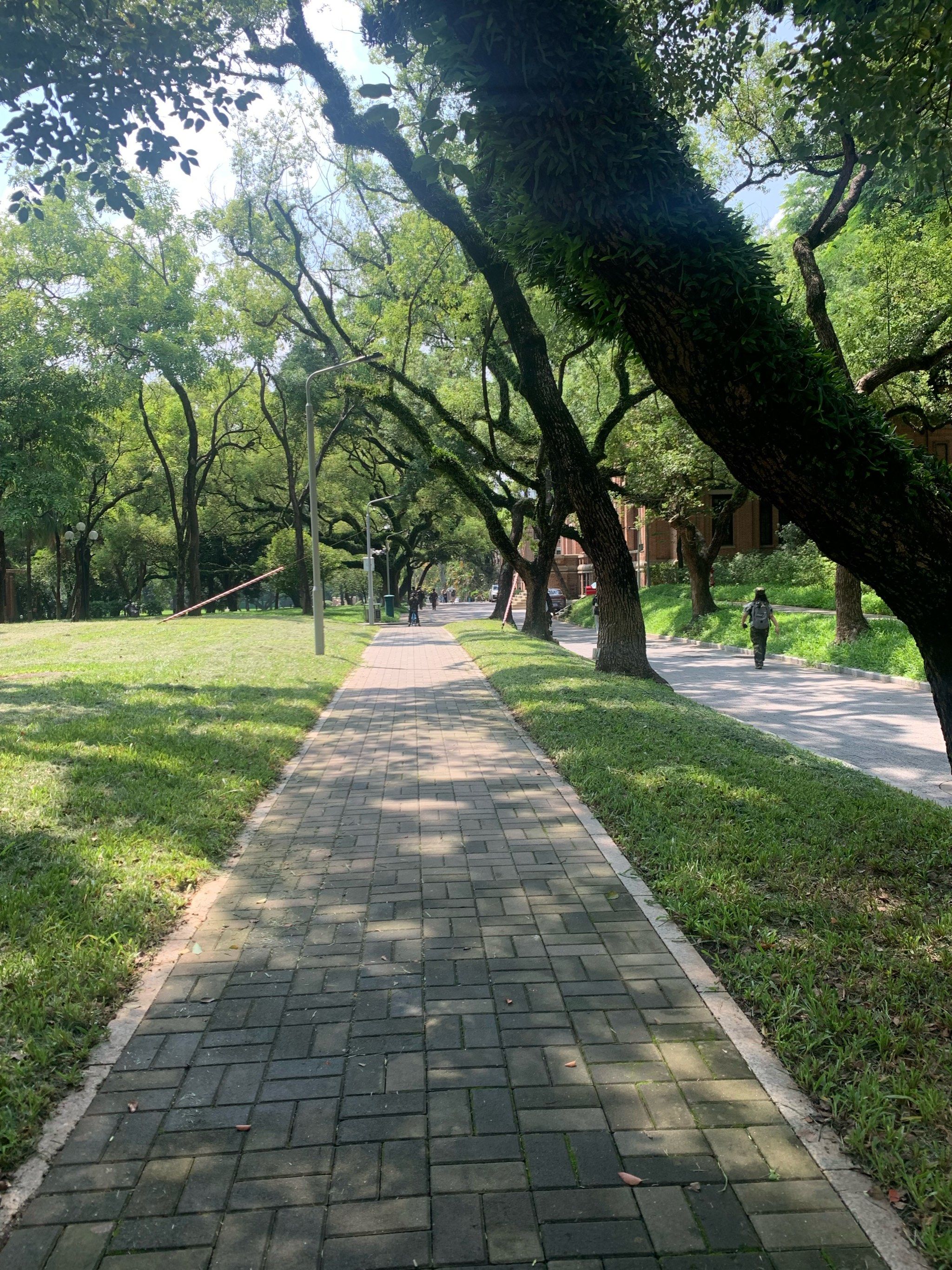 阳光明媚的青青草坪