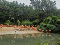 -广州长隆飞鸟乐园
