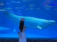 -海合安成都极地海洋公园