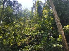-西双版纳原始森林公园
