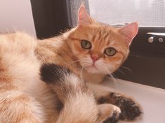 -猫腻·猫咖·撸猫馆(星光大道店)