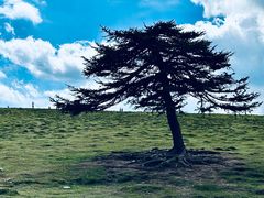 -芦芽山旅游度假区