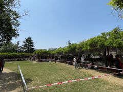 -嘉定紫藤园