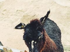 -泉州海丝野生动物世界