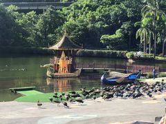 -西双版纳原始森林公园