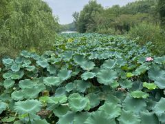 -昆山城市生态森林公园