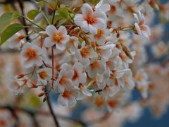 -舒家湾天主教堂