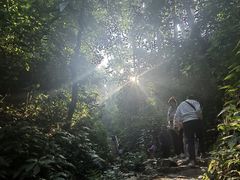 -西双版纳原始森林公园