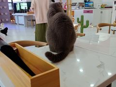 -喵园·猫主题咖啡厅·撸猫·猫咖(国贸店)