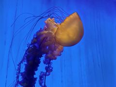 -上海海洋水族馆