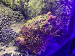 -梦幻海洋王国(吾悦广场张家港店)