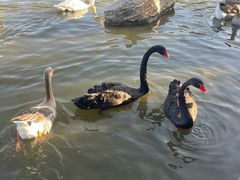 -鄂尔多斯野生动物园