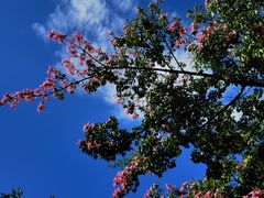 -西双版纳原始森林公园