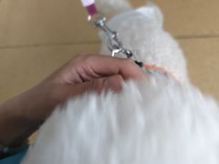 -百慈·博爱动物医院·CT·微创手术(雁滩店)