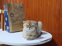 -楼上猫咖(罗湖店)