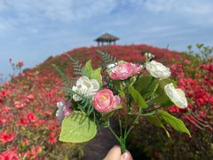 -大围山国家森林公园