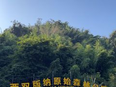 -西双版纳原始森林公园
