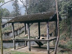 -中国大熊猫保护研究中心雅安碧峰峡基地
