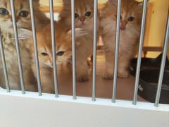 -囡的喵喵酱·萌宠生活馆·宠物洗护美容(胶州路店)