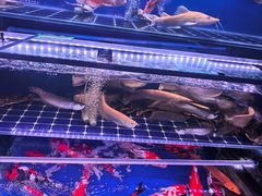 -青石桥花鸟鱼虫市场(叠翠城店)