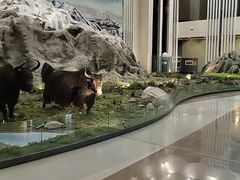 -青藏高原自然博物馆