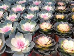 -三圣花乡旅游区