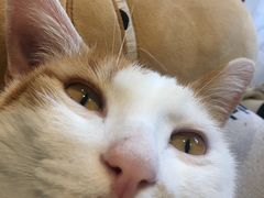 -平行世界·猫咖(首经贸店)