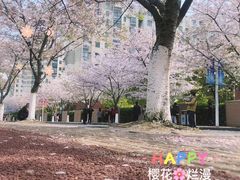 -高东镇樱花园