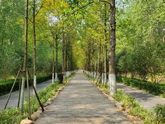 -合肥滨湖国家森林公园