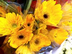 -沪花拾者(好再来花卉鲜花店)