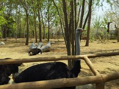 -大连森林动物园