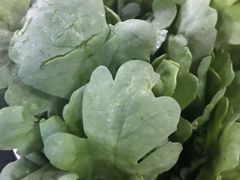茼蒿-潮汕美牛肉丸火锅店(天宁寺店)