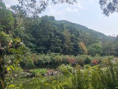 -深圳仙湖植物园
