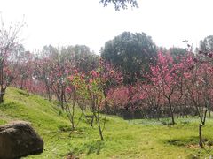 -八仙山公园