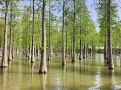 -泗洪洪泽湖湿地景区