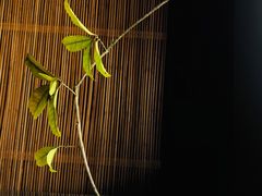 -春色如许·茶食餐厅(桃李春风店)