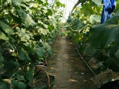 -马陆小张葡萄园农家乐