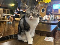 -猫猫幼稚园·撸猫·桌游·电玩