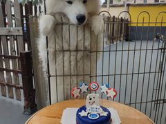 -宠物之家Pets Home 宠物寄养酒店