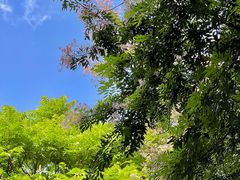 -金花茶公园