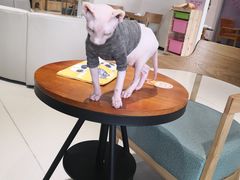 -藏猫猫咖啡主题馆(中央大道店)