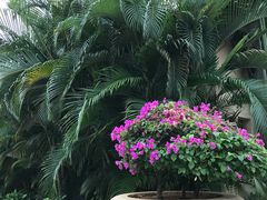 -三亚御海棠豪华精选度假酒店