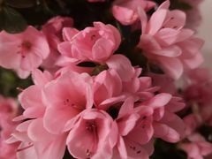 -双季花艺园艺市场(浦东店)