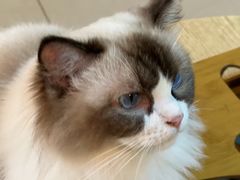 -平行世界·猫咖(首经贸店)