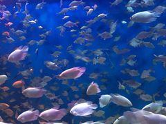 -成都浩海立方海洋公园