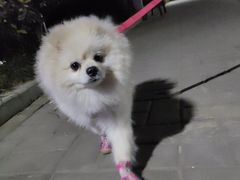 -瑞鹏宠物医院·爱宠堂·骨外专科(西荷分院)