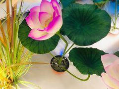 -荷塘秋月·本帮江浙菜(国权路店)