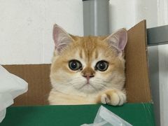 -宠物星动物医院·眼科·异宠·猫科(江南大道总院)