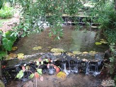 -莫里热带雨林景区